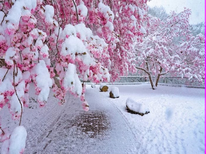 Neve di primavera