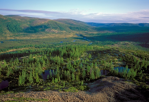 Foto della taiga russa